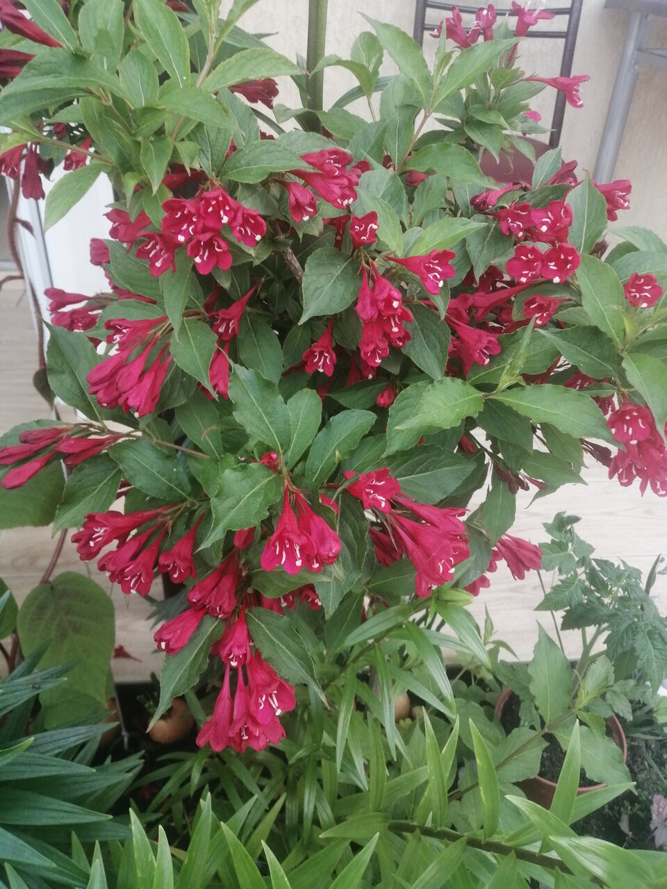 Гостиница Елена Джубга-22