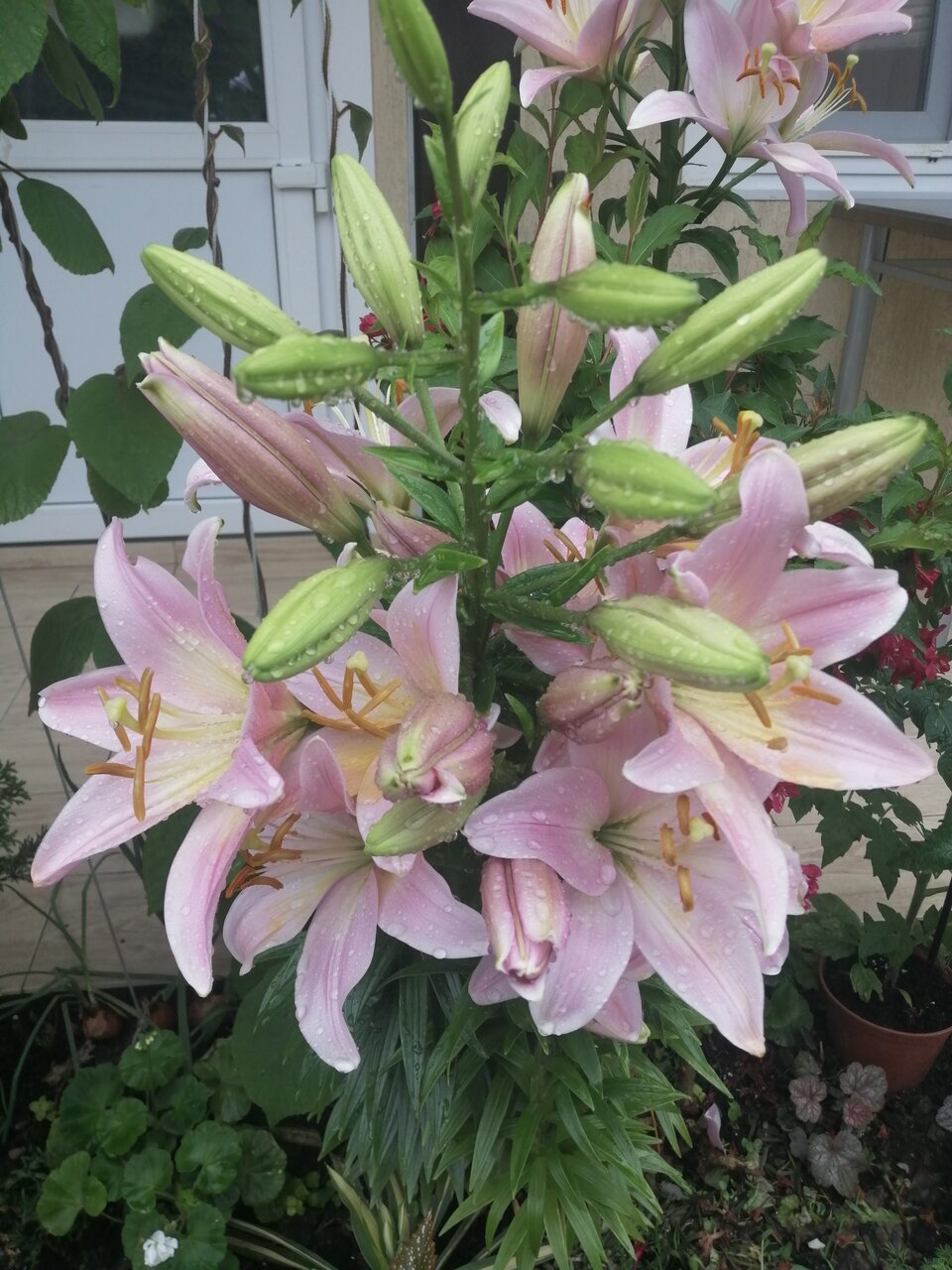 Гостиница Елена Джубга-62