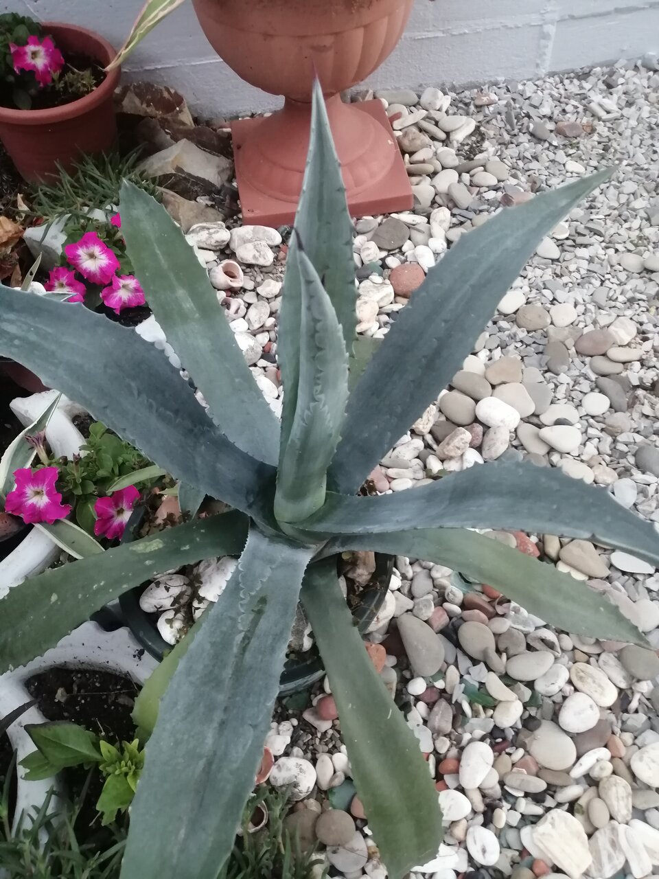 Гостиница Елена Джубга-39