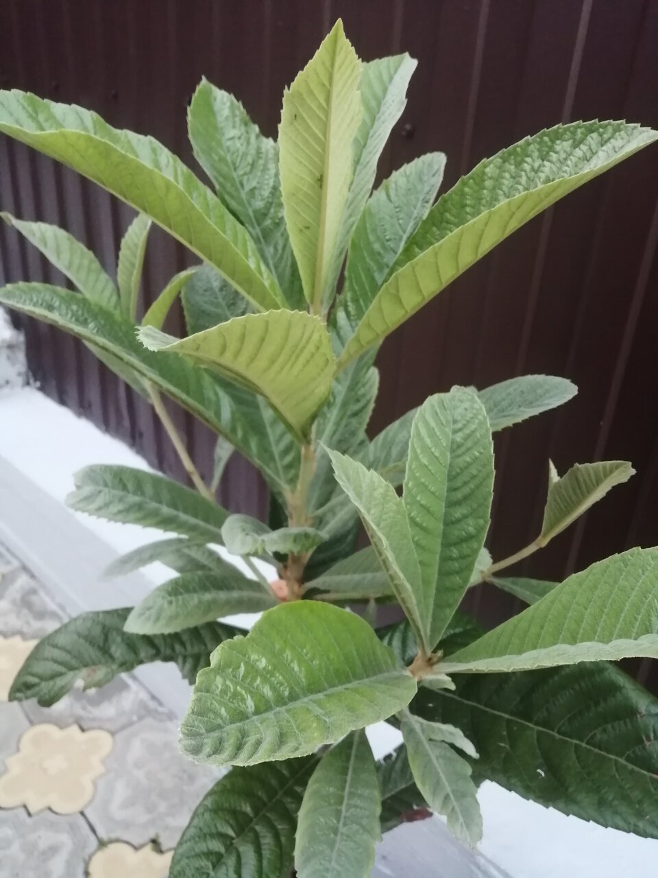 Гостиница Елена Джубга-37