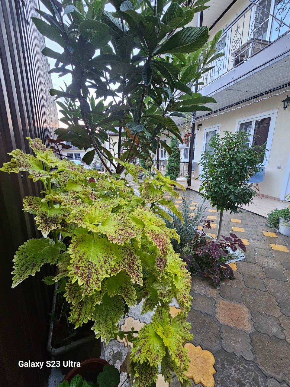 Гостиница Елена Джубга-89