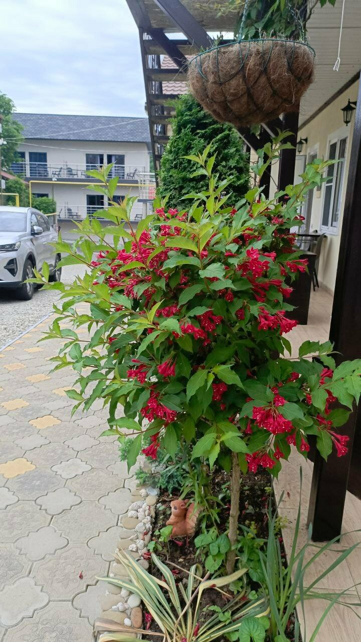 Гостиница Елена Джубга-96