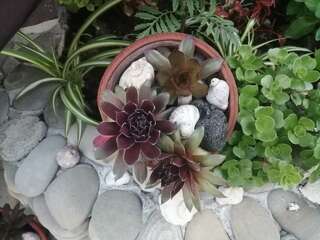 Гостиница Елена Джубга Двухместный номер Делюкс с 1 кроватью или 2 отдельными кроватями, вид на сад-3