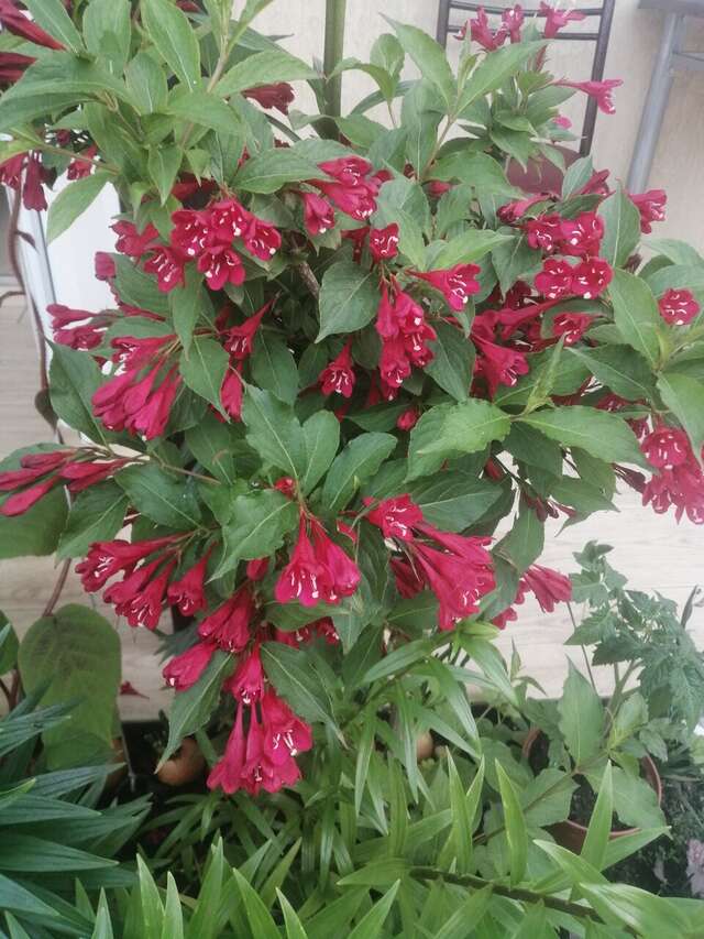 Гостиница Елена Джубга-21