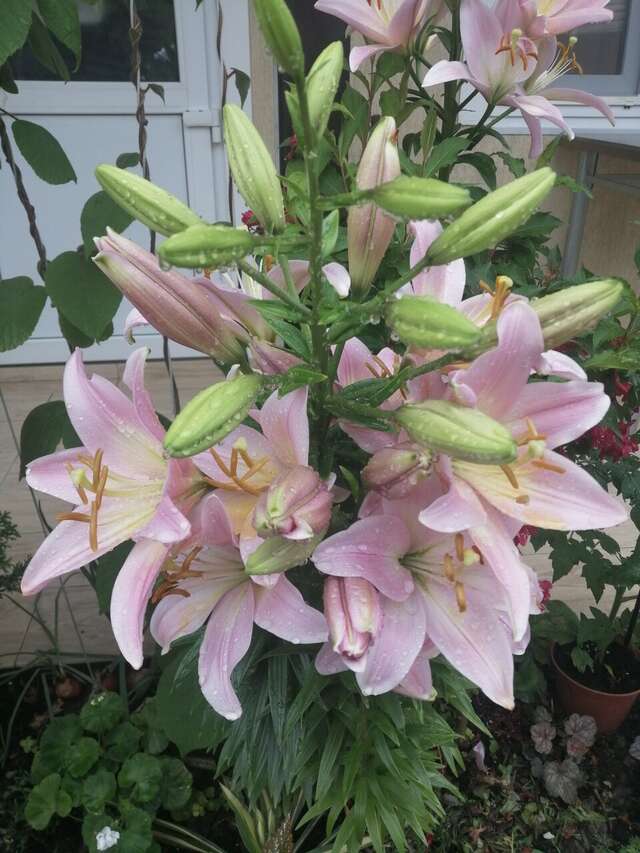 Гостиница Елена Джубга-61