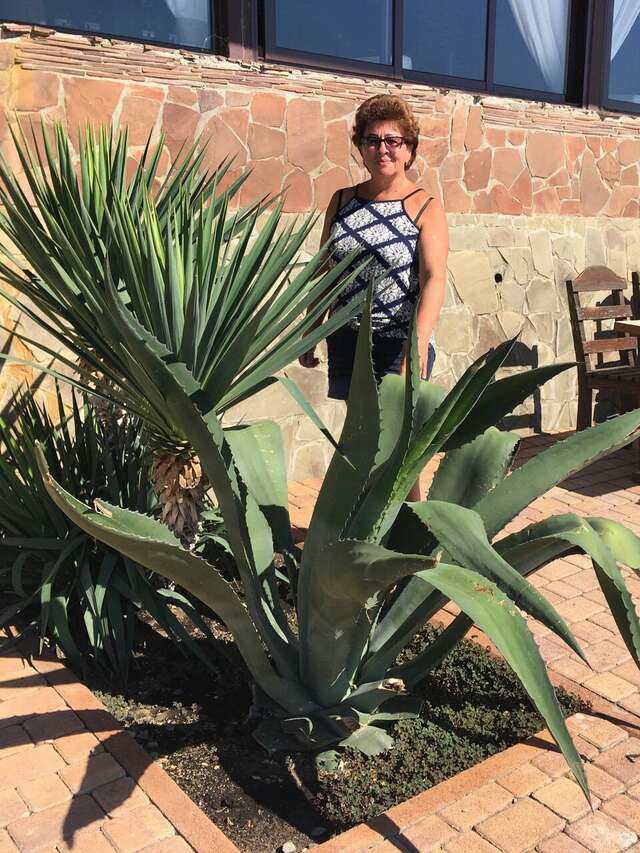 Гостиница Елена Джубга-190