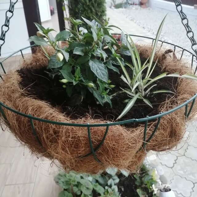 Гостиница Елена Джубга-37